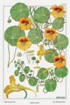 Kapuziner Kresse Blume Vintage