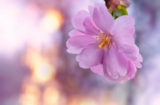 Flor de cerejeira luz do sol bokeh