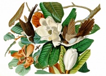 Kolibrie bloesem bloem vintage