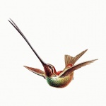 Arte vintage colibrí pájaro