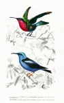 Kolibri Vogel Vintage Kunst