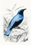 Arte vintage do pássaro colibri