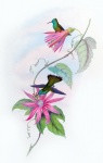 Arte vintage di uccello colibrì