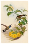 Arte vintage di uccello colibrì