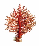 Korallzátony korall vintage art