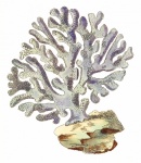 Arrecife de coral coral arte vintage