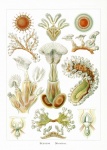Arte vintage com medusas de recife de co