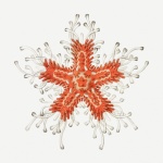 Coral útes hvězdice vintage umění