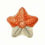 Récif de corail art vintage étoile de me