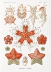 Korallrev sjöstjärna vintagekonst