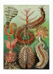 Sztuka vintage rozgwiazda rafa koralowa