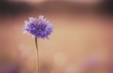 Champ de fleurs de bleuet fleur