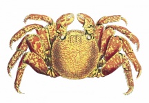 Art vintage de cancer du crabe