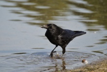 Crow raven bird black