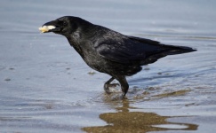 Crow raven bird black