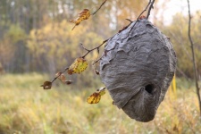 Large Bee Hive