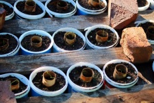 Leek Seedlings In Containers