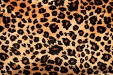 Fundo com estampa de leopardo