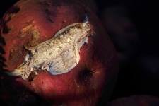 Lesion On Raw Sweet Potato