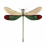 Arte vintage com asas de libélula