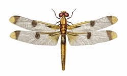 Dragonfly arte em ouro vintage