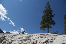 Lone Pine Tree on a Mountain
