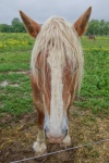 Cavalo castanho de pêlo comprido