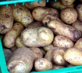 Sypané brambory