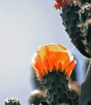 Lichtgevende oranje cactusvijgbloem
