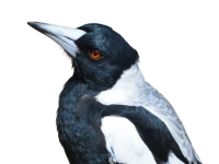 Magpie on transparent background