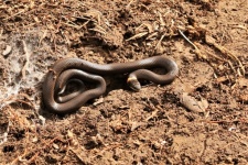 Manlig ringhalsad orm i smuts