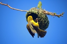 Male Southern Masked Weaver On Nest