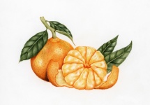 Tangerina fruta arte vintage