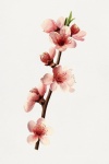 Arte de ramo de flor de cerejeira em flo