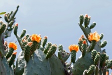 Veel oranje cactusvijgbloemen