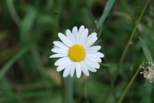 Marguerite, wilde Blume