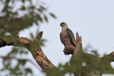 Mississippi Kite Bird in Tree Top