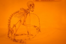 Monkey skeleton