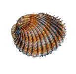 Shell snail vintage art
