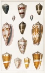 Arte vintage de caracol de concha