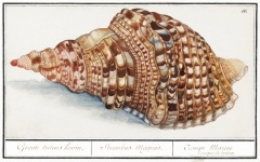 Art vintage de coquille d'escargot