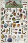 Tengeri kagylók mediterrán Art Vintage
