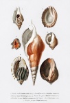 Arte vintage com conchas e caracol