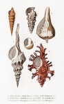 Arte vintage com conchas e caracol