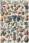 Frutas frutas vegetais vintage