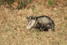 Opossum a fűprofilban