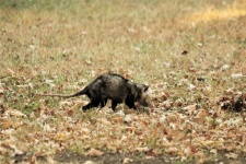 Opossum fűben séta