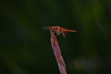 Orange Dragonfly Perched
