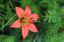 Flor de lirio de fuego naranja