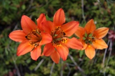 Oranje Fire Lily Flower